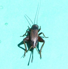 Gryllus rubens