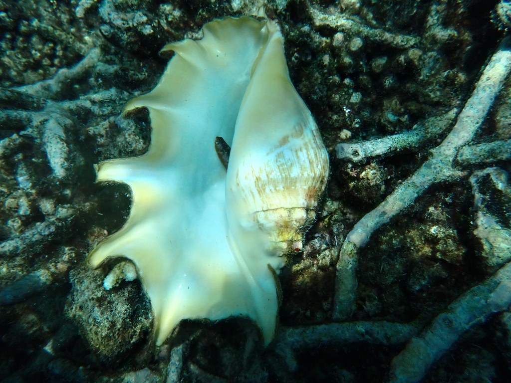 Giant Spider Conch from John Brewer Reef, Australia on April 22, 2025 ...