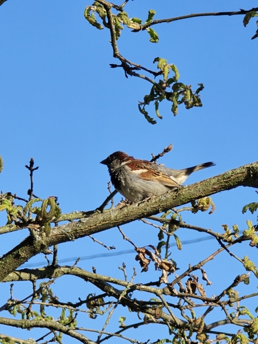 House Sparrow