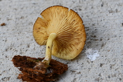Chrysomphalina chrysophylla