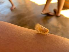 Poekilloptera phalaenoides