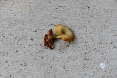 Chrysomphalina chrysophylla