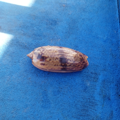 Oliva miniacea marrati, 2025-04-20