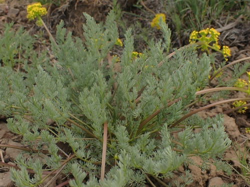 Image of Lomatium quintuplex by no rights reserved