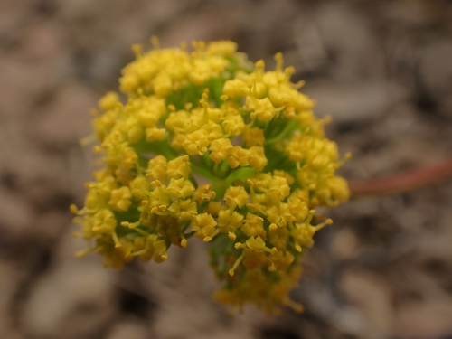 Image of Lomatium quintuplex by no rights reserved