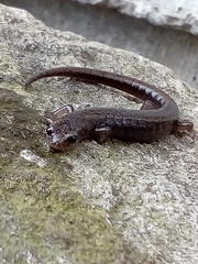 Chiropterotriton orculus