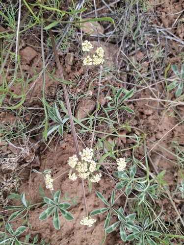 spider biscuitroot (Lomatium tarantuloides)