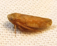 Paraphlepsius continuus