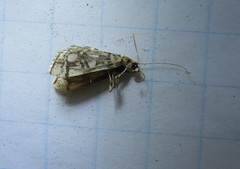 Lygropia rivulalis