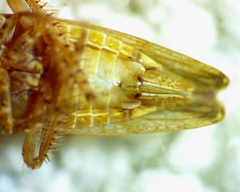 Paraphlepsius continuus