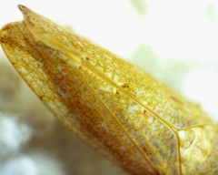 Paraphlepsius continuus