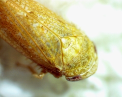 Paraphlepsius continuus