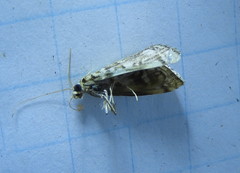 Lygropia rivulalis