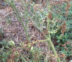 Solanum lycopersicum
