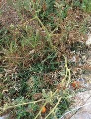 Solanum lycopersicum