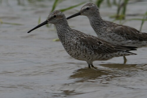 Stilt Sandpiper