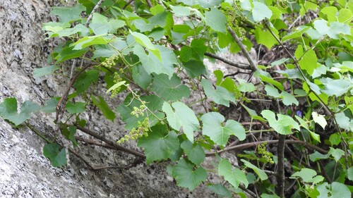 Image of Vitis berlandieri by (c) saltyhiker, some rights reserved (CC BY)