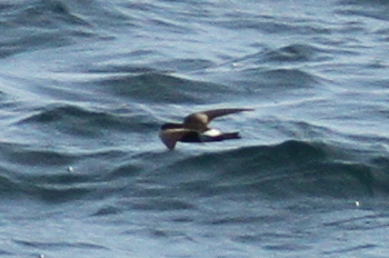Wilson's Storm Petrel