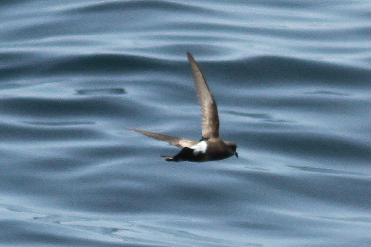 Wilson's Storm Petrel