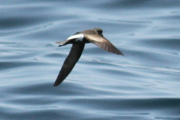 Wilson's Storm Petrel