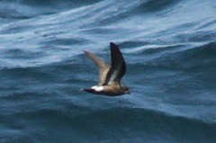 Hydrobates pelagicus