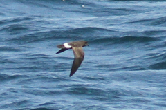 Hydrobates pelagicus