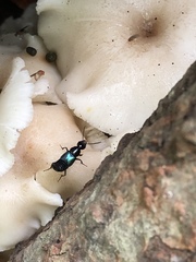 Philonthus caeruleipennis