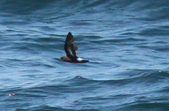 Hydrobates pelagicus