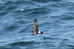 Hydrobates pelagicus
