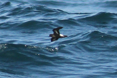 Hydrobates pelagicus