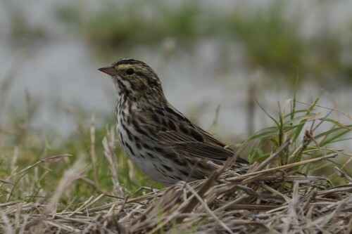 Savannah Sparrow