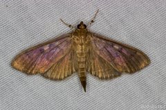 Herpetogramma sphingealis