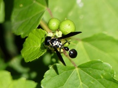 Zethus spinipes variegatus