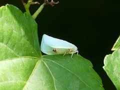 Flatormenis proxima