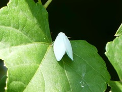 Flatormenis proxima