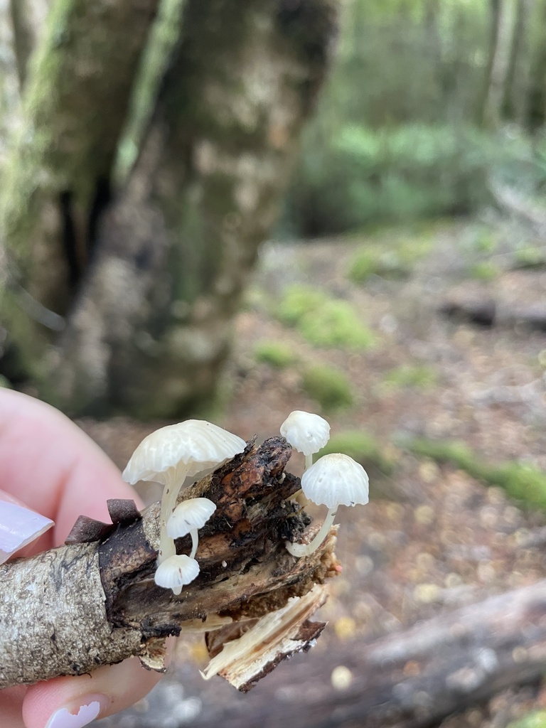 Roridomyces austrororidus · April 2025 · photo: © ella_m_sangster (iNaturalist, cc-by)