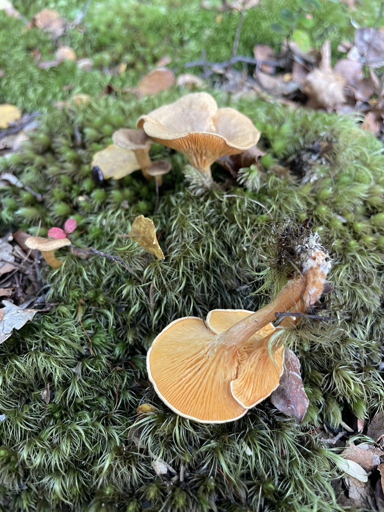 Hygrophoropsis coacta · April 2025 · photo: © ella_m_sangster (iNaturalist, cc-by)