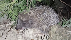 Erinaceus roumanicus