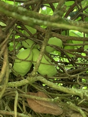 Akebia