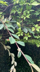 Akebia