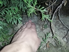 Erinaceus roumanicus