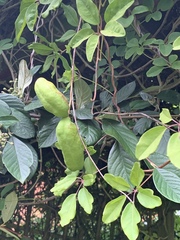 Akebia