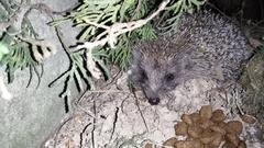 Erinaceus roumanicus