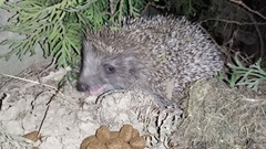 Erinaceus roumanicus