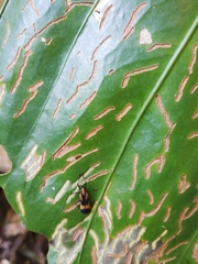 Sceloenopla contraria