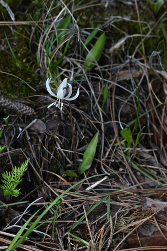 Erythronium howellii, photograph 3