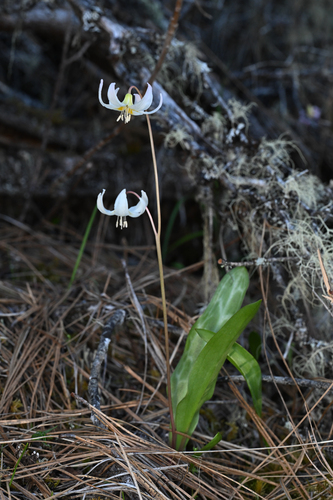 Erythronium howellii, photograph 4