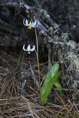 Erythronium howellii, photograph (c) Trevor Van Loon, some rights reserved (CC BY)