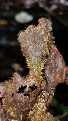 Sphaerostilbella aurifila