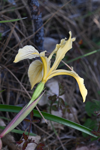 Iris bracteata, photograph 4
